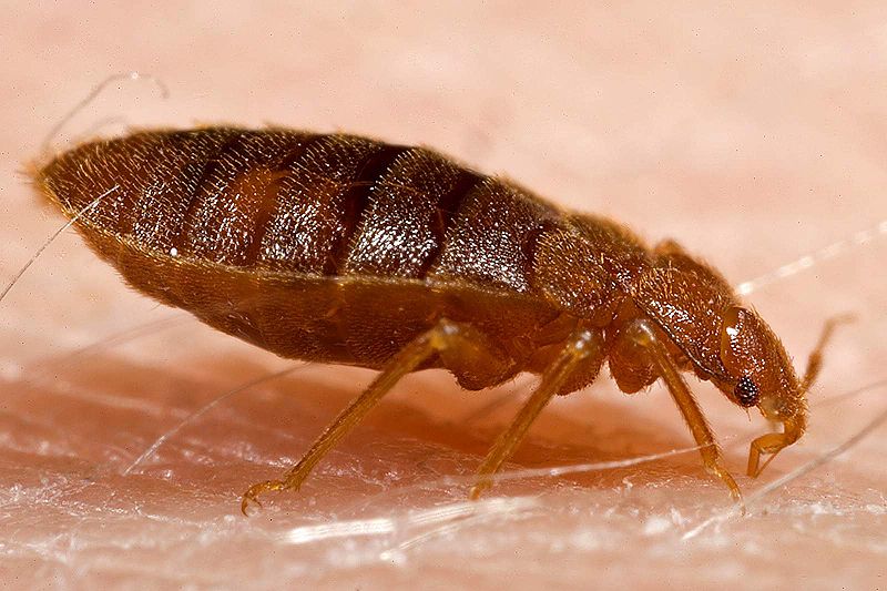 "Adult Bed Bug" image by Piotr Naskrecki for CDC via Harvard University