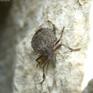 "Brown Marmorated Stink Bug" by OpenCage