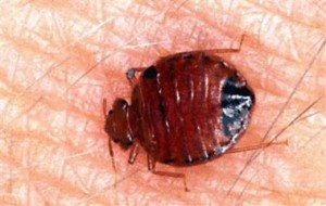 Bed Bug on Skin by JLplusAL