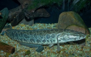 Picture of "Northern Snakehead Fish, or Channa argus" by brian.gratwicke