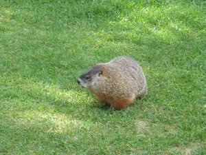 "Groundhog in Ottawa, Ontario" image by joy_acharjee