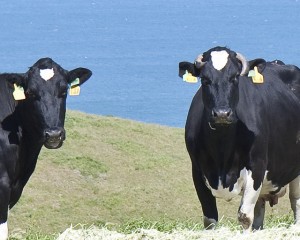 "Dairy Cattle near Chimney Rock", image by Jim Bahn