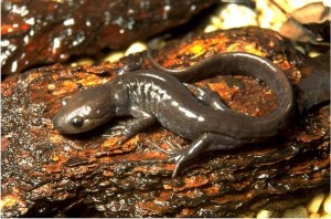 "Jefferson Salamander image" by US Dept of Agriculture via Ooinn