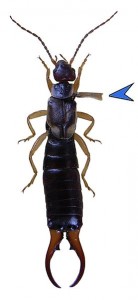 Earwig image by Siga