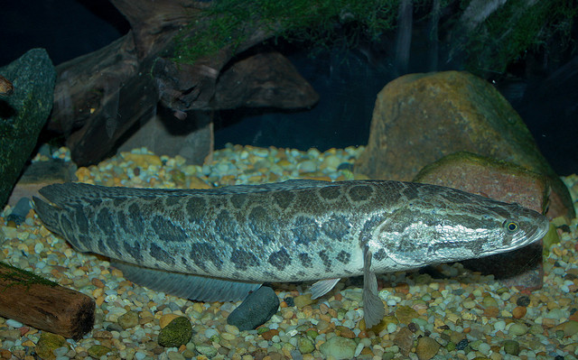 "Northern Snakehead Fish, or Channa argus" image by brian.gratwicke