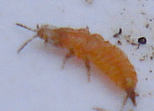 "One Yellow Thrips Nymph (Thysanoptera)" image by Mick E. Talbot - Very, very busy..!!
