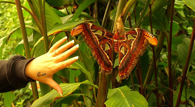 "A Hand for an Atlas Moth" by internets_dairy