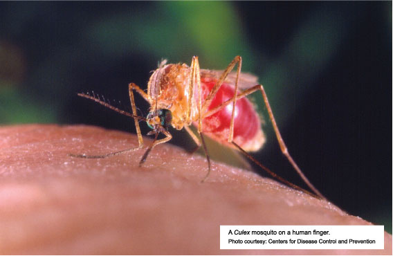"Culex pipiens Mosquito Biting a Finger" by Centres for Disease Control and Prevention via fairfaxcounty (Fairfax County)