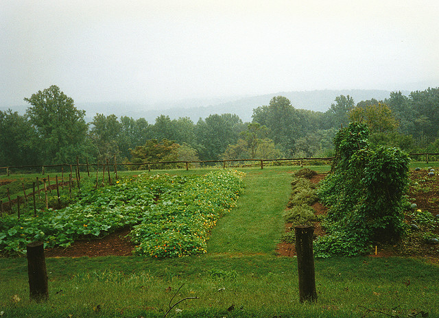 "A Vegetable Garden in Sept 2006" image by lcm1863