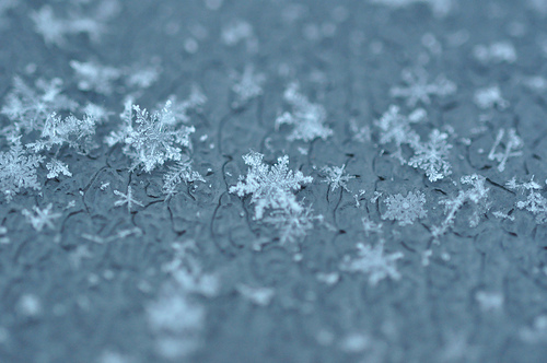 "Snowflakes on Blue" : Image by Juliancolton2 (Julian Diamond)