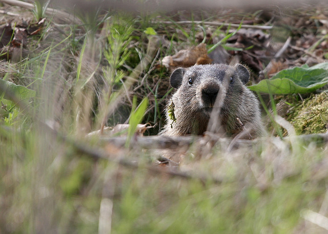 "Photo of a Groundhog in Toronto, Ontario" by qmnonic (Matt MacGillivray)