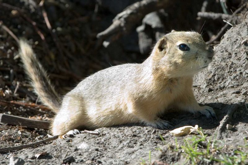 "Richardson's Ground Squirrel in Alberta"