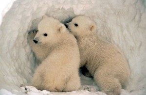 "Baby Polar Bear Cubs in Den" by beingmyself