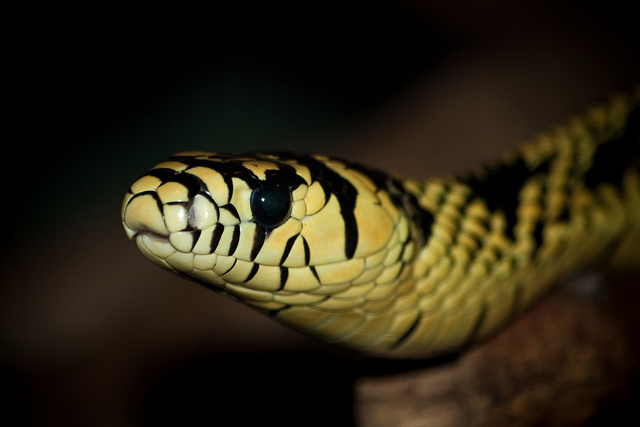 "Tiger Rat Snake at the Metro Toronto Zoo" image by Nicholas Doumani
