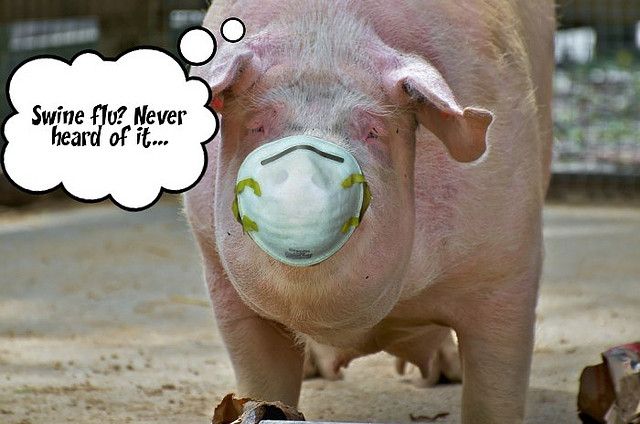 "Pig Wearing Mask against Swine Flu" : image by Artnow314