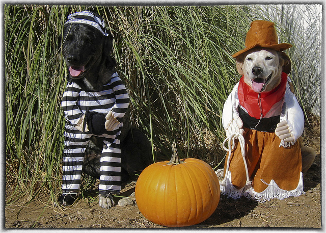 "Two Dogs in Halloween Costumes" image by Pets Adviser