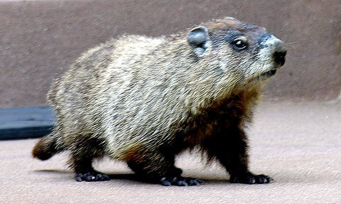 "Groundhog Not Afraid of his Shadow" image by Barbara L. Hanson