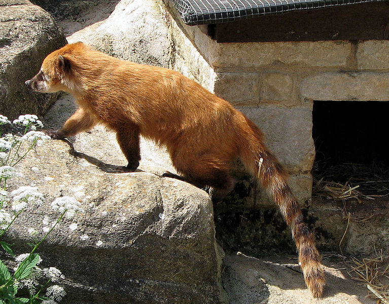 "Ring-Tailed Coati" image by Arpingstone