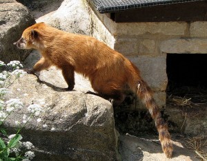 "Ring-Tailed Coati" image by Arpingstone in the public domain