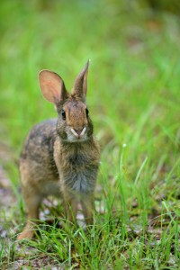 "Rabbit foraging in Alabama" image by Stephen Kirkpatrick, USDA Natural Resources Conservation Service