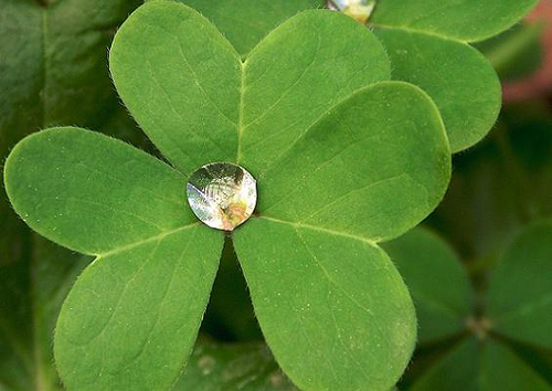 "Shamrocks for St Patricks Day" by puamelia under CC license