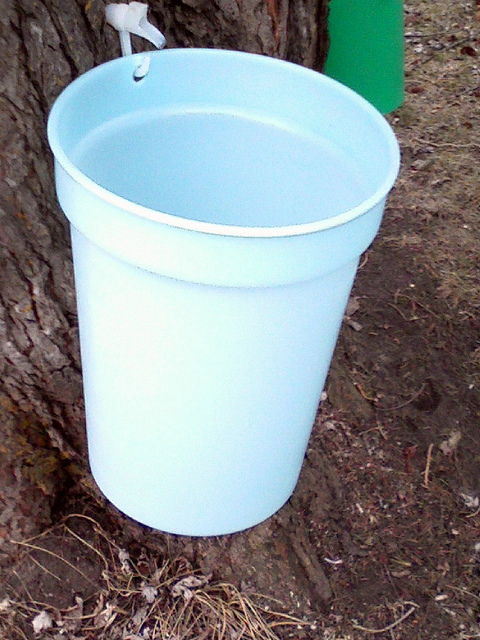 "Collecting Maple Sap for Maple Syrup" image by Bobolink (Robert Taylo) under CC license