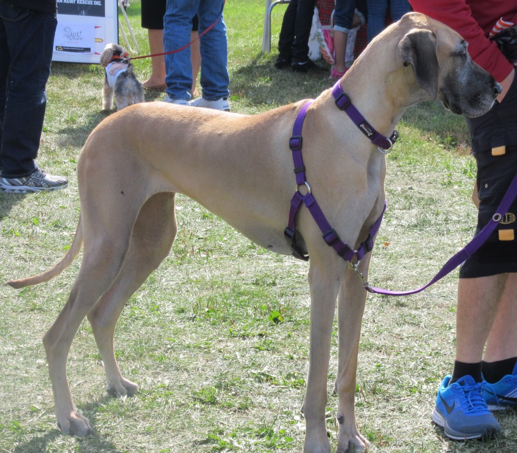"Size Contrast between two dogs at Woofstock 2015" image (c) by Linda DeHaan