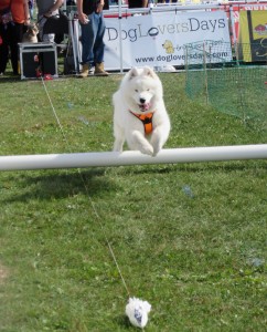 "A dog on the Lure Obstacle Course at Woofstock 2015" image (c) by Linda DeHaan