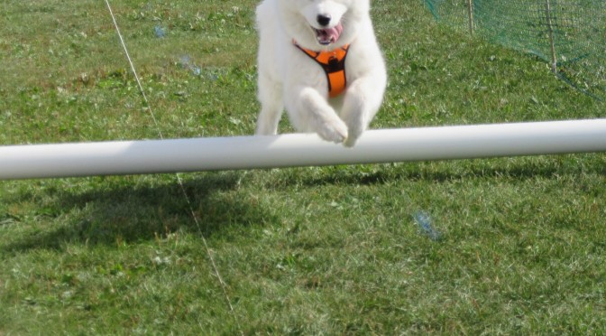 "A dog on the Lure Obstacle Course at Woofstock 2015" image (c) by Linda DeHaan