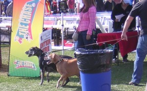 "Two Dogs are Next in Line for the 2015 Woofstock Lure Obstacle Course" image (c) by Mike DeHaan