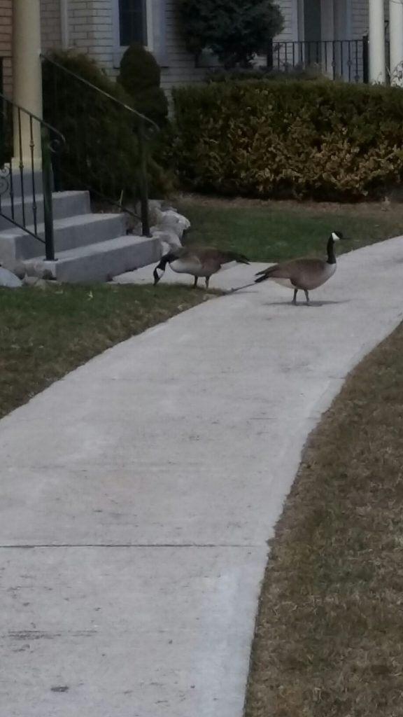 Geese in Cathedraltown, Markham